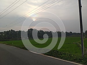 Paddyfield