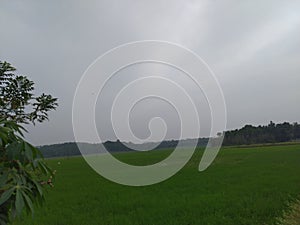 Paddyfield