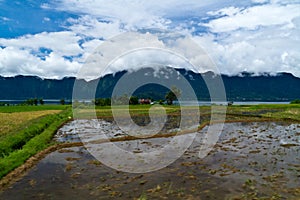 Paddyfield By the Lake