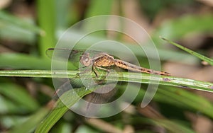 Paddyfield Parasol dragonfly