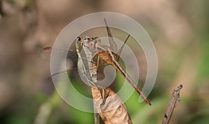 Paddyfield Parasol dragonfly