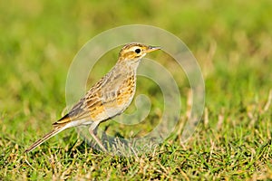 Paddyfield Pipit