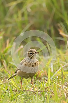 Paddyfield Pipit - Anthus novacseelandiae