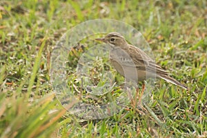 Paddyfield Pipit - Anthus novacseelandiae