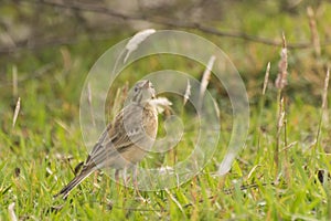 Paddyfield Pipit - Anthus novacseelandiae