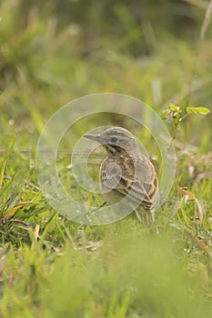 Paddyfield Pipit - Anthus novacseelandiae