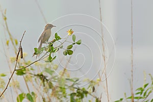 Paddyfield Pipit - Anthus novacseelandiae