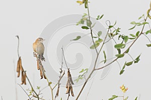 Paddyfield Pipit - Anthus novacseelandiae