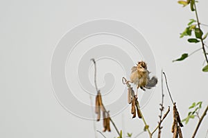 Paddyfield Pipit - Anthus novacseelandiae
