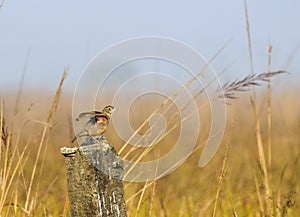 Paddyfield Pipit - Anthus novacseelandiae