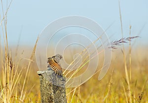 Paddyfield Pipit - Anthus novacseelandiae