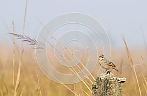 Paddyfield Pipit - Anthus novacseelandiae