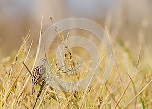 Paddyfield Pipit - Anthus novacseelandiae