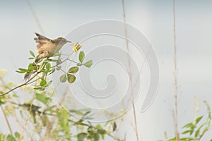 Paddyfield Pipit - Anthus novacseelandiae photo