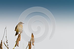 Paddyfield Pipit - Anthus novacseelandiae photo