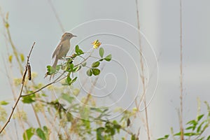 Paddyfield Pipit - Anthus novacseelandiae photo