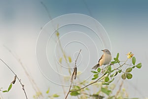 Paddyfield Pipit - Anthus novacseelandiae photo