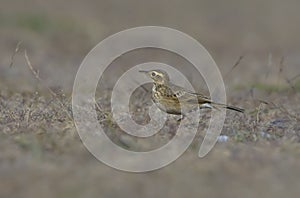 Paddyfield pipit Anthus rufulus hunting on ground.