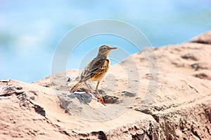 Paddyfield Pipit, Anthus rufulus, Kanha Tiger Reserve, Madhya Pradesh