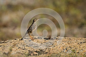 Paddyfield Pipit, Anthus rufulus, Vietnam