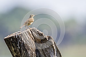 Paddyfield pipit in Arugam bay lagoon, Sri Lanka