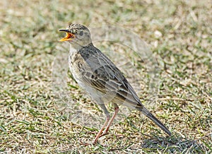 Paddyfield pipit bird