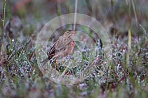 Paddyfield pipit with dew morning