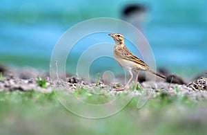 Paddyfield pipit forging on ground