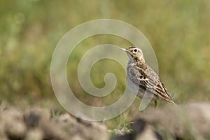 Paddyfield pipit in Nepal