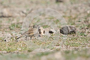 Paddyfield pipit or Oriental pipit (Anthus rufulus) in the field