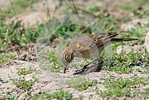 Paddyfield pipit or Oriental pipit Anthus rufulus hunting insect