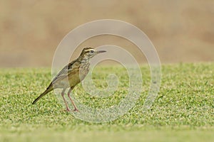 Paddyfield pipit or Oriental pipit (Anthus rufulus) standing in grassland