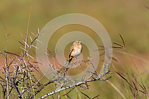 Paddyfield Pipit perched on a Shailendra Tree.