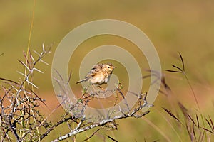 Paddyfield Pipit perched on a termite mound.