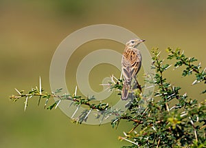 Paddyfield Pipit perched on a termite mound.