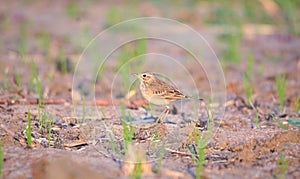 Paddyfield pipit standing alone on field