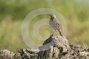 Paddyfield pipit standing on a small rock, in Nepal