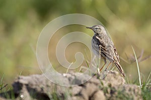 Paddyfield pipit standing on a small rock, in Nepal