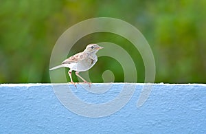 Paddyfield pipit stting on white wall