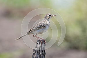 Paddyfield Pipits Anthus rufulus Cute Birds of Thailand