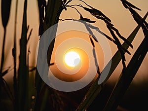 Paddyfield Sunrise Silhouette