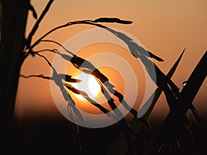 Paddyfield Sunrise Silhouette