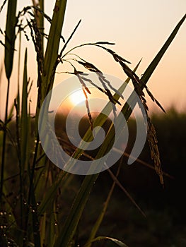 Paddyfield Sunrise Silhouette