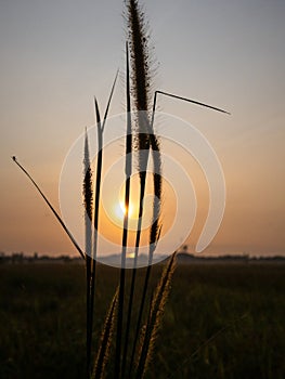 Paddyfield Sunrise Silhouette