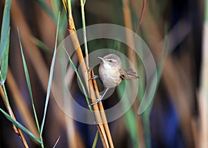 The paddyfield warbler