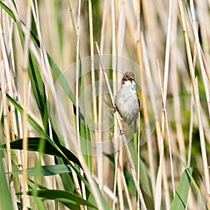 Paddyfield Warbler Acrocephalus agricola.