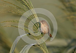 The paddyfield warbler Acrocephalus agricola