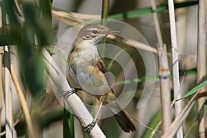 Paddyfield warbler Acrocephalus agricola close-up