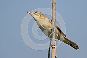 Paddyfield warbler Acrocephalus agricola close-up photo