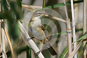Paddyfield warbler Acrocephalus agricola close-up photo